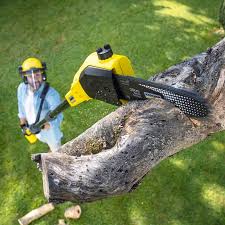 Best Emergency Tree Removal  in Al Creek, CO