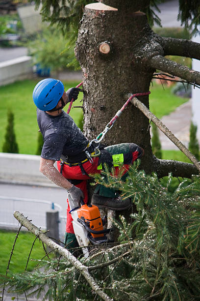 Best Organic Lawn Care Solutions  in Al Creek, CO