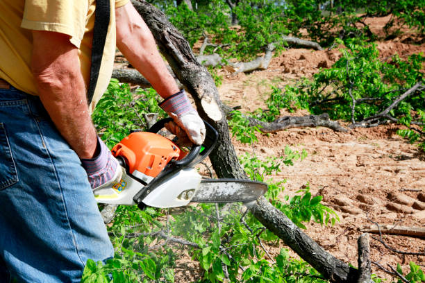 How Our Tree Care Process Works  in  Coal Creek, CO